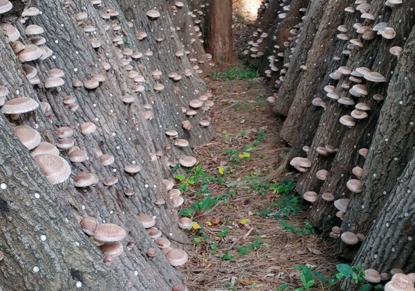 여러개의 버섯재배 나무에서 버섯들이 자라나 있는 모습 