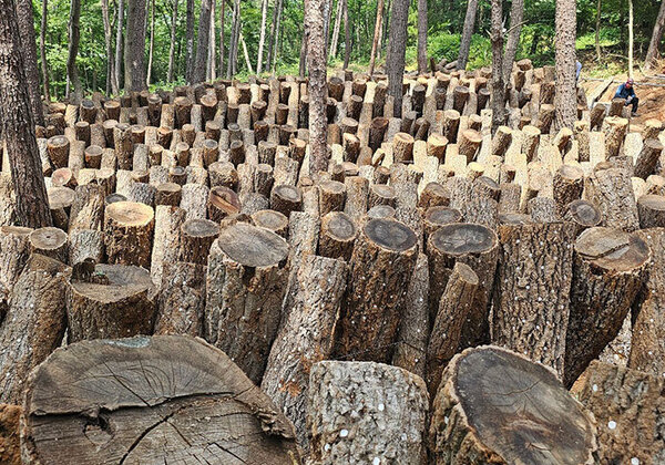 버섯 재배 나무들이 정렬 된 사진