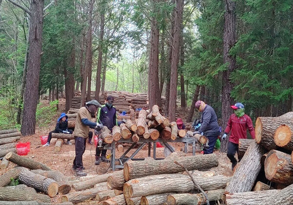 5명의 사람들이 숲속에서 버섯 재배 나무들을 작업하고 있는 모습 