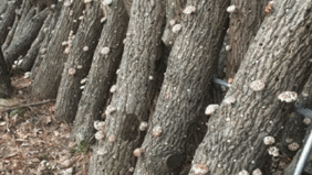 표고버섯 재배 나무들을 찍은 사진