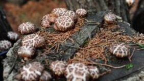 표교버섯 재배 나무에서 여러 표고버섯들이 자라나는 모습을 찍은 사진