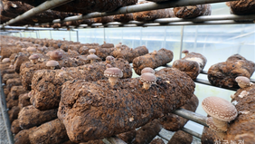 표교버섯 재배지에서 버섯들이 자라나고 있는 모습을 담은 사진