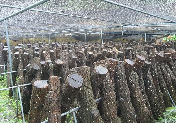 백승준 농가에서 표고버섯 재배 나무들이 모여있는 모습