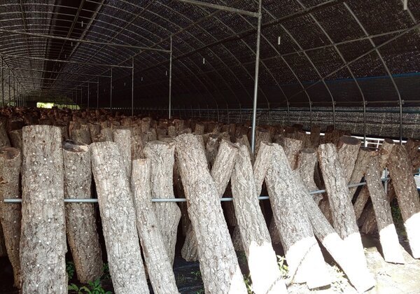 검정색 천막 안에 버섯원목들이 정렬되어있는 모습