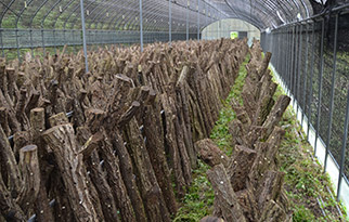 oak mushroom cultivation center