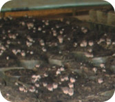 mushroom emergence
