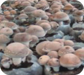 mushroom growth (September)