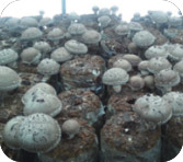mushroom growth (December)