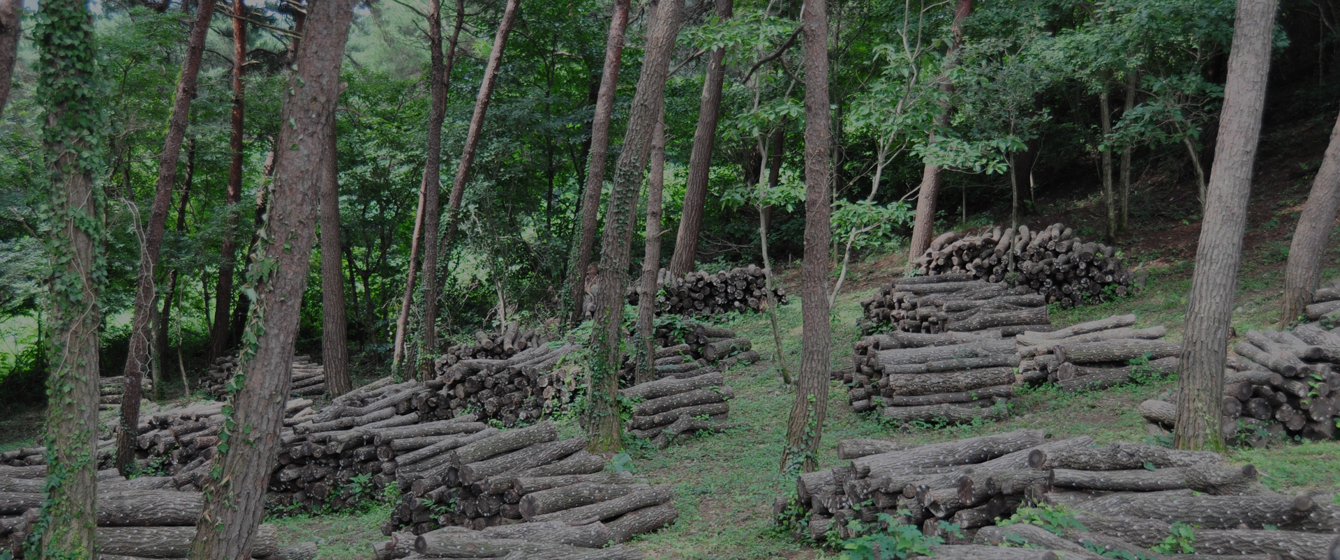 숲에서 나무들 사이에 표고원목재배를 하여 원목들을 정리하여 여러군데 원목 들이 쌓여있는 모습