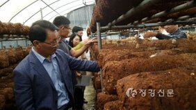 표고 명가 장흥, 국산 품종으로 승부한다!