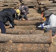 'Heunghwa No. 1' Shiitake Mushroom Gaining Popularity – DNA Identification System in Development