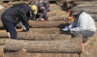 \'Heunghwa No. 1\' Shiitake Mushroom Gaining Popularity – DNA Identification System in Development