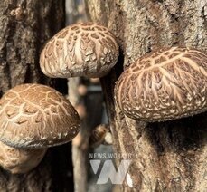 장흥군버섯산업硏, 표고버섯 '흥화 신품종' 판별기술 개발