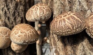 Jangheung Mushroom Industry Institute Develops Identification Technology for New Shiitake Variety \'Heunghwa