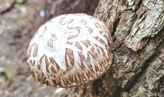 Jangheung County’s Passion for Shiitake Mushrooms… Surpassing 40 Years of Japanese Shiitake Spawn Technology