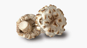 하얀색 백화고 버섯 모습
