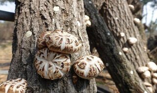 Jangheung County Secures Superior Cordyceps Strains… Launches Industrialization of Fungal Resources