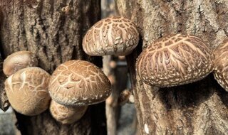 Jangheung’s ‘Heunghwa Shiitake Mushroom’ Designated as a National Forest Food Product… Proving the Competitiveness of Locally Developed New Varieties