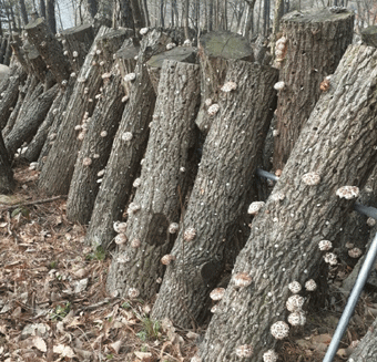 표고버섯 재배 나무들을 찍은 사진