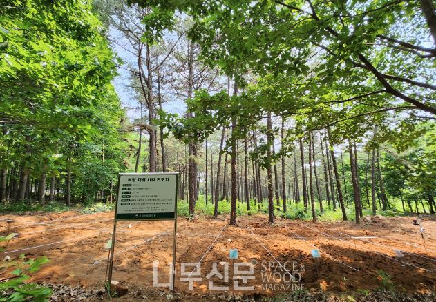 복령에서 여러 소나무들이 자라나 있는 숲속 모습을 담은 사진