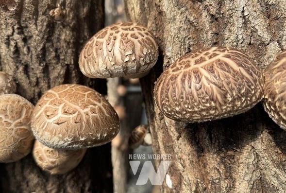 흥화 유전자를 이용한 판별기술 개발