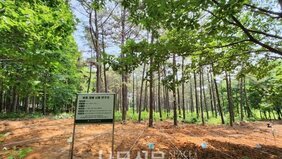 복령에서 여러 소나무들이 자라나 있는 숲속 모습을 담은 사진